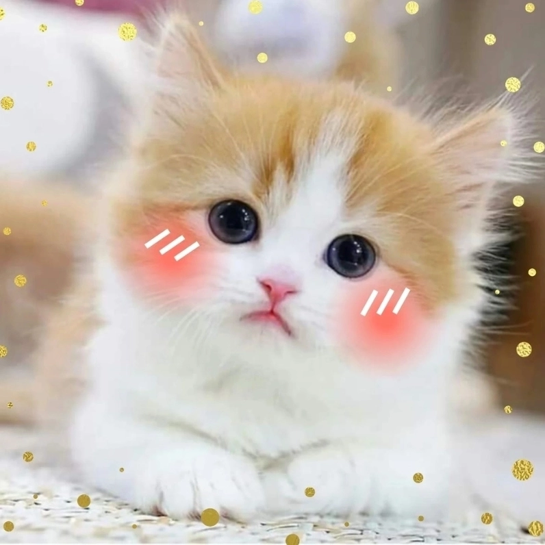 Bộ Sưu Tập Cười Té Ghế với Ảnh Mèo Meme Cười Ngả Nghiêng Phê Pha 1 Ảnh mèo meme cười với biểu cảm 'chết cười' làm tâm điểm