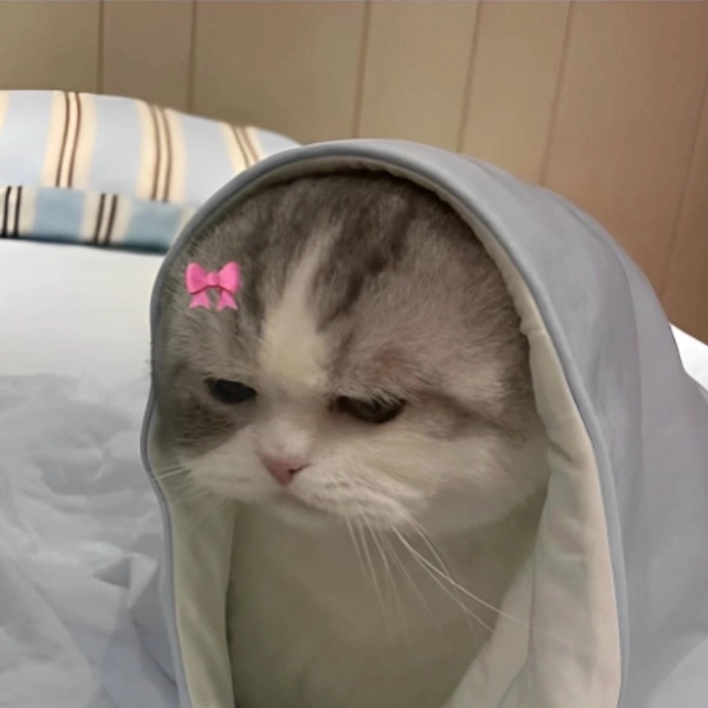 Bộ Sưu Tập Cười Té Ghế với Ảnh Mèo Meme Cười Ngả Nghiêng Phê Pha 3 Ảnh mèo meme cười với nét ngáo ngơ đáng yêu