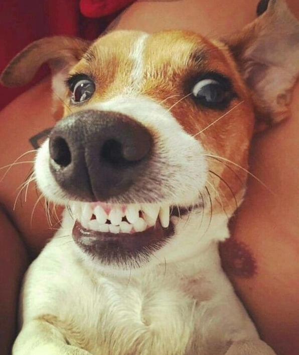 ảnh xạo chó meme bất lực