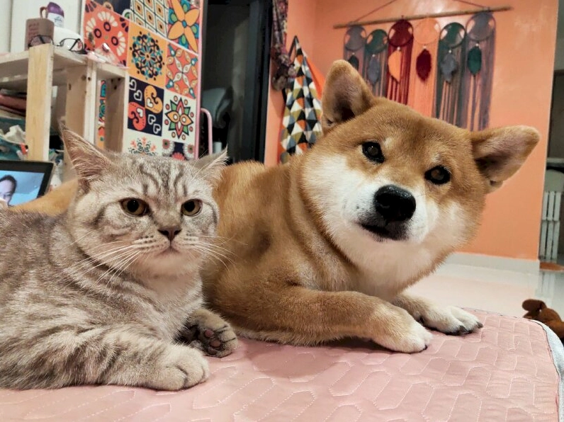 ảnh xạo chó meme bất ngờ trước lời nói dối