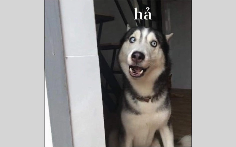 ảnh xạo chó meme biểu cảm khó hiểu