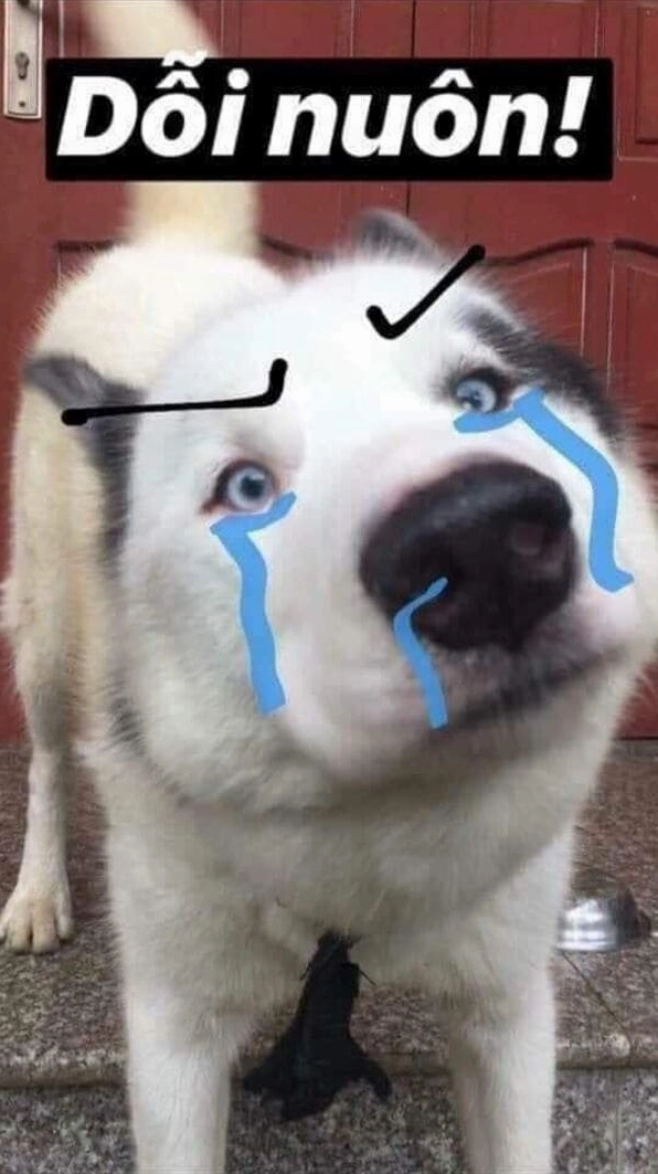 ảnh xạo chó meme thất vọng