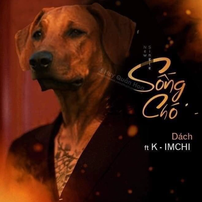 ảnh xạo chó meme về sự nghi ngờ