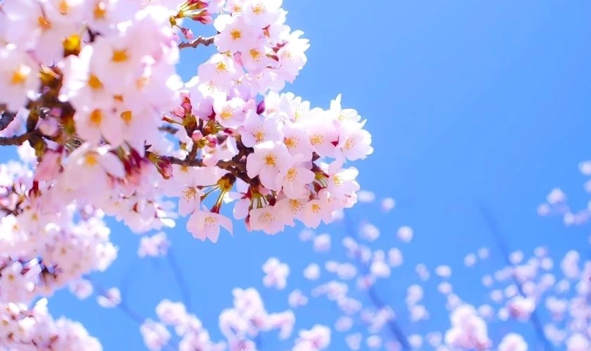 Background hoa anh đào sắc nét chất lượng cao cho mọi thiết bị