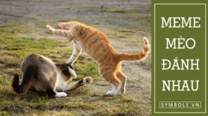 bo suu tap anh meme danh nhau cuc hai huoc va nhung tran chi 290