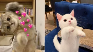 bo suu tap anh meme meo lien quan cuc hai huoc va ba dao 670