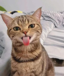 bo suu tap anh meme meo quay cuc chat cuoi rung ghe voi cac 564