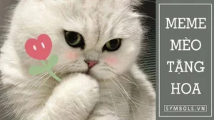 bo suu tap anh meme meo tang hoa hai huoc nhat vu tru ao 708