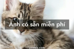 bo suu tap anh meo anime sieu de thuong lam tan chay moi tra 647