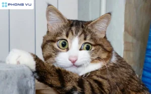 bo suu tap anh meo like meme sieu de thuong khuay dao cong d 750