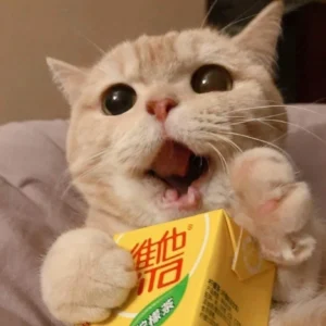 bo suu tap can canh anh meme anh cute ngot ngao vo tri ca ng 875