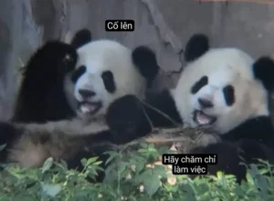 bo suu tap can canh anh meme co len cuc chat va hai huoc 552