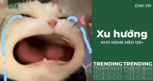 bo suu tap can canh nhung anh meme meo suy nghi dinh cao 565