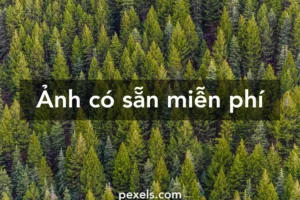 bo suu tap hinh nen cay xanh tuyet dep moi nhat nam 2024 341