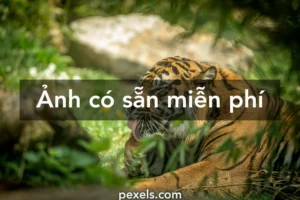 bo suu tap hinh nen gia dinh hanh phuc va y nghia nhat hien 147