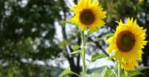 bo suu tap hinh nen hoa huong duong dep nhat moi phong cach 513