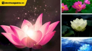bo suu tap hinh nen hoa sen dep me hon va net thanh khiet 653