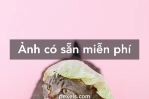can canh bo suu tap anh meme meo hai huoc cuoi ra nuoc mat 861