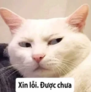 can canh bo suu tap anh meme xin loi hai huoc va de thuong n 476