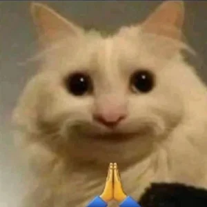 can canh bo suu tap anh meo dung 2 chan meme sieu hai huoc 859