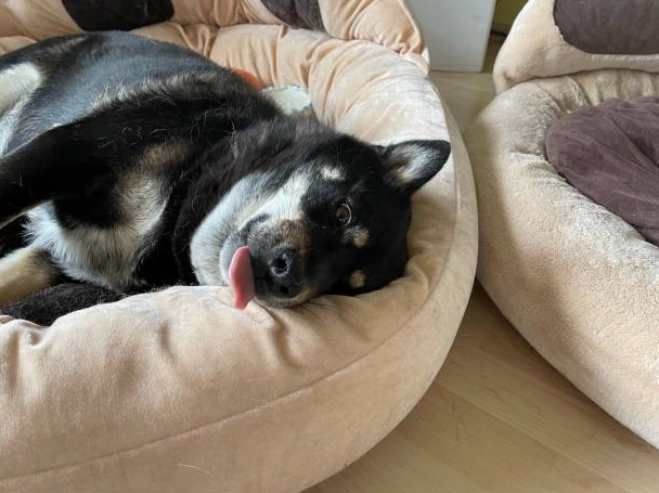 Cận cảnh chú chó Shiba meme thè lưỡi siêu đáng yêu