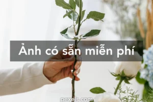 can canh ve dep quyen ru hinh nen hoa hong bo suu tap dac bi 879