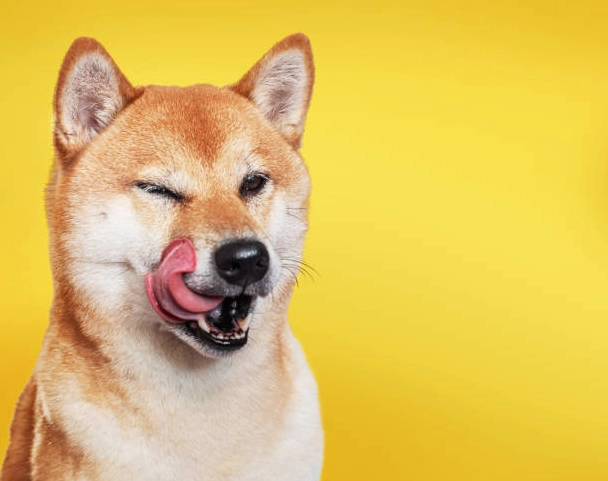 Chó Shiba meme đang liếm mặt một cách đáng yêu
