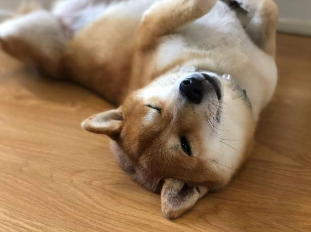 Chú chó Shiba meme nháy mắt đầy vẻ tinh ranh