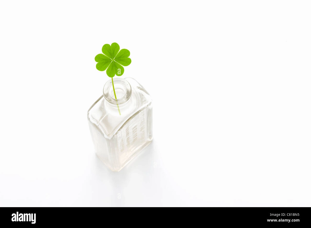 Bộ Sưu Tập Hình Nền Cỏ 4 Lá Tuyệt Đẹp Đong Đầy May Mắn 8 Cỏ 4 lá được cất giữ cẩn thận trong lọ thủy tinh mang lại may mắn