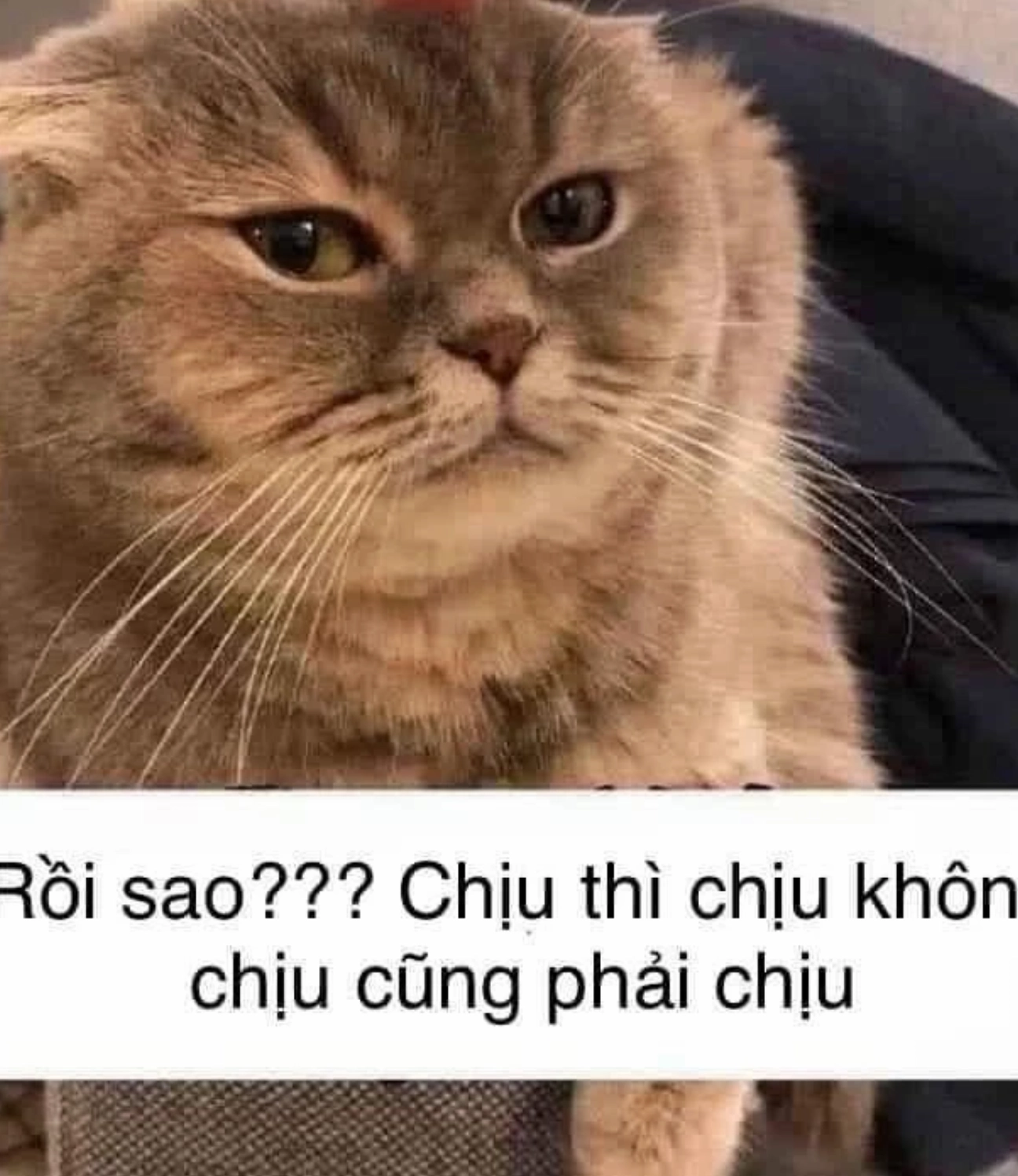 el gato meme mèo con với biểu cảm không ai chịu ai