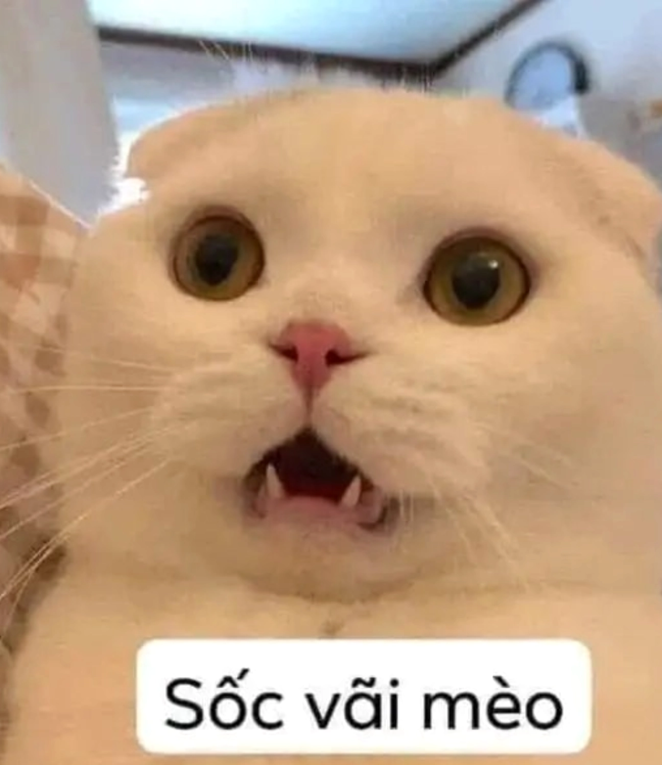 el gato meme mèo với biểu cảm siêu sốc khi đứng thẳng người