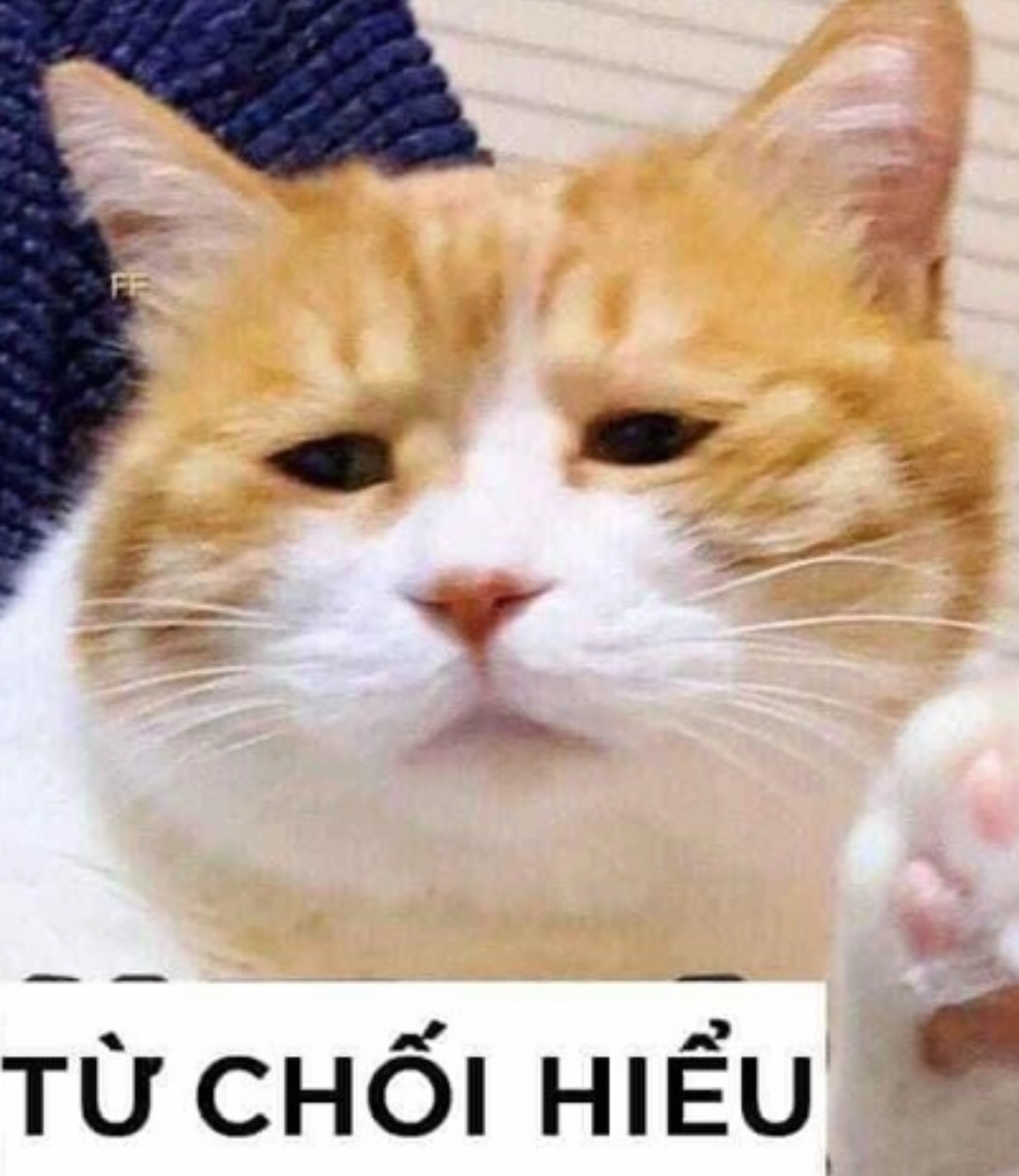 el gato meme mèo với biểu cảm từ chối hiểu cực hài hước
