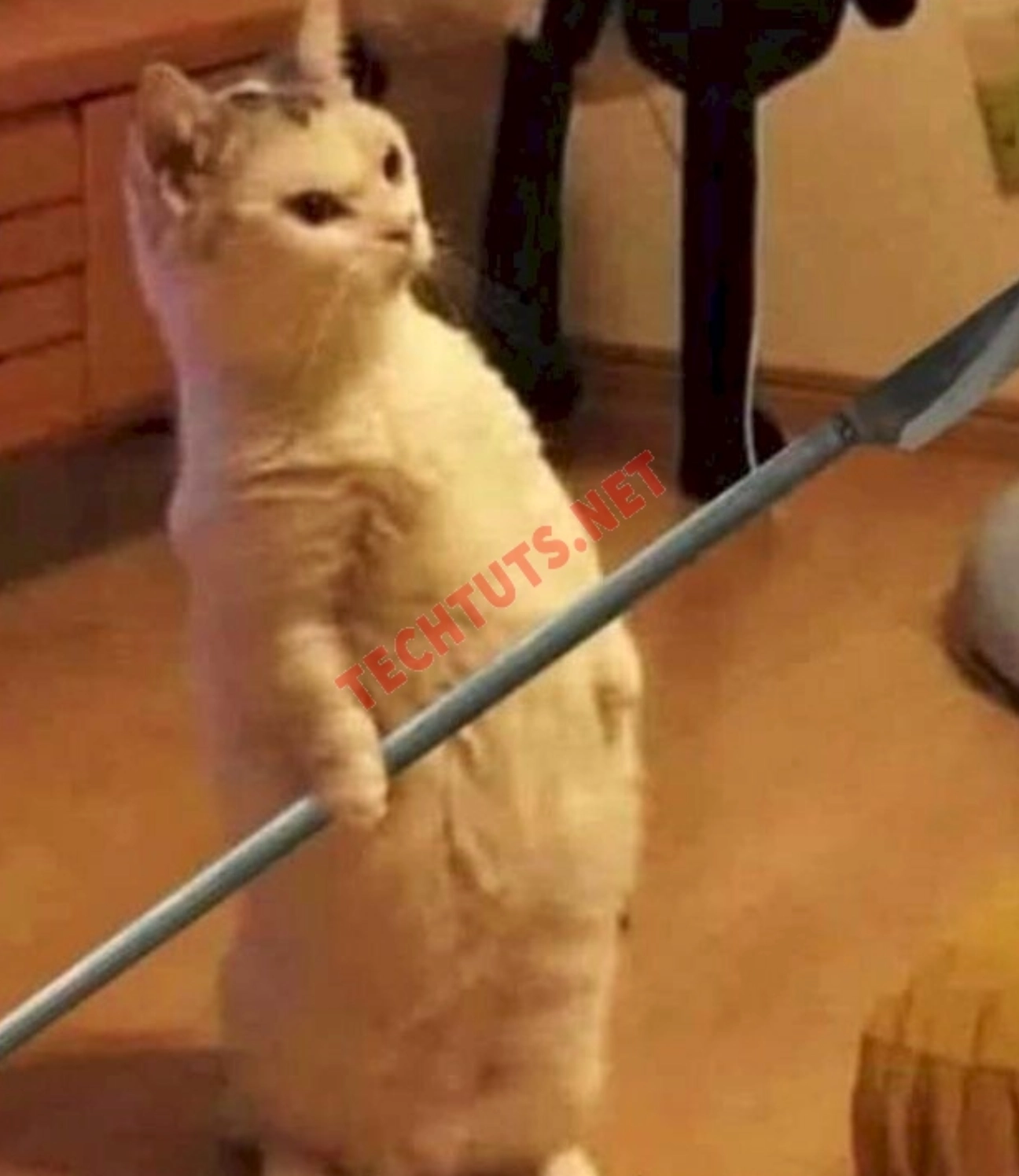 el gato meme với chú mèo cầm dao đầy hăm dọa trông như đang đứng 2 chân