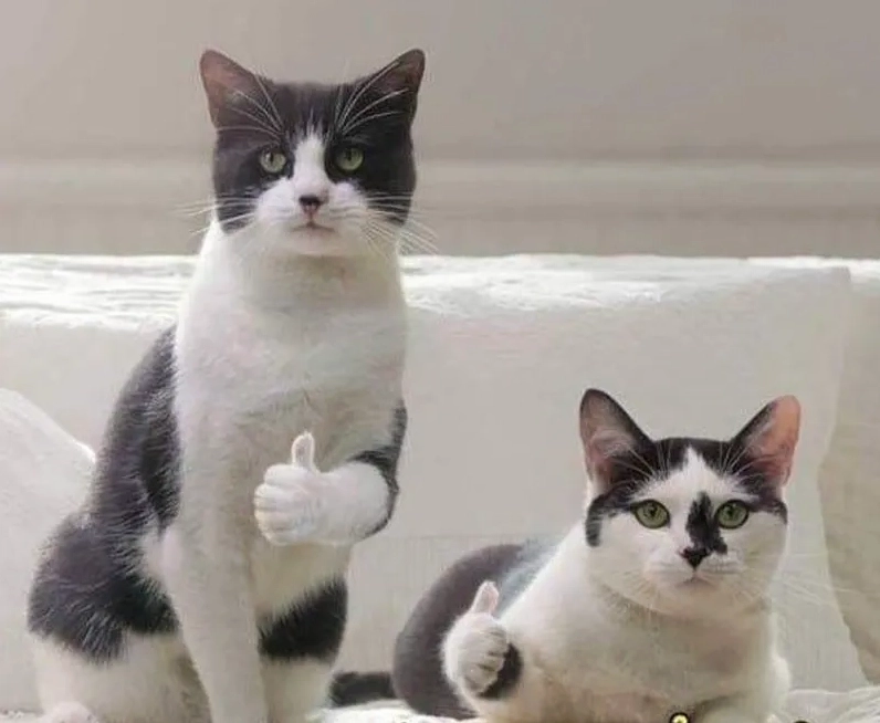 Giải thích mèo like meme là gì với chú mèo biểu cảm