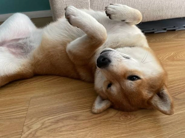 Hình ảnh chó Shiba meme lười biếng nằm dài trên sàn
