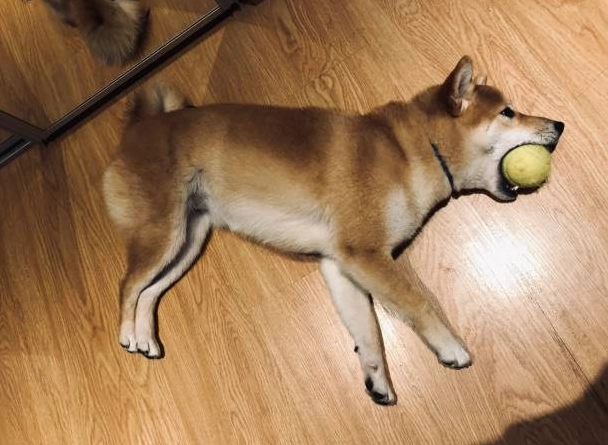 Hình ảnh chó Shiba meme tinh nghịch đang vui chơi