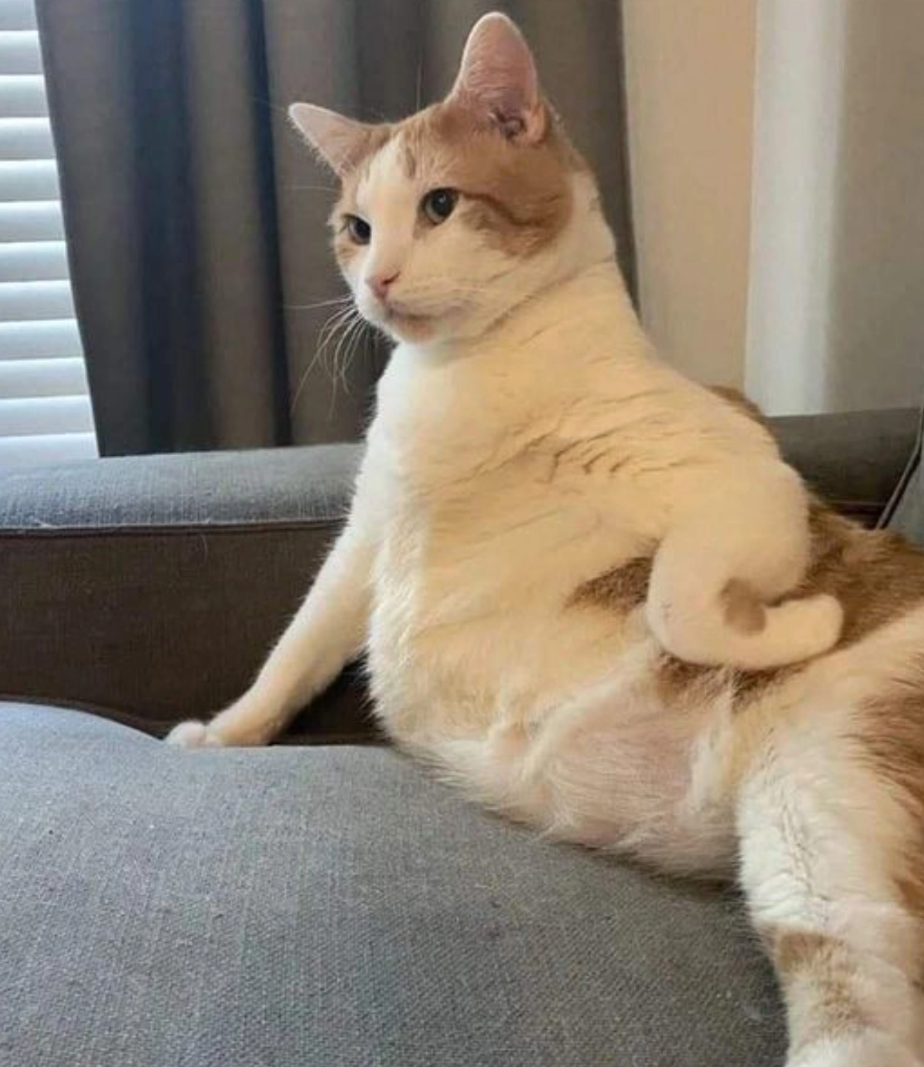 Hình ảnh mèo Liên Quân ngơ ngác không hiểu chuyện gì đang xảy ra