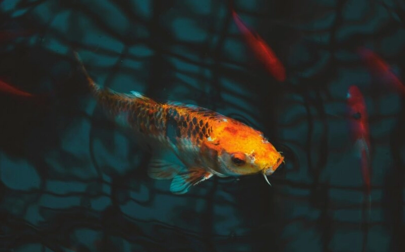 Hình nền cá chép ngoi lên mặt nước đầy sức sống