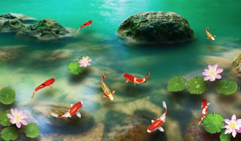 Hình nền cá chép phong thủy bơi lội trong làn nước trong xanh