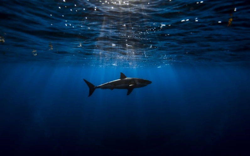 Hình nền cá mập cute cô đơn bơi một mình