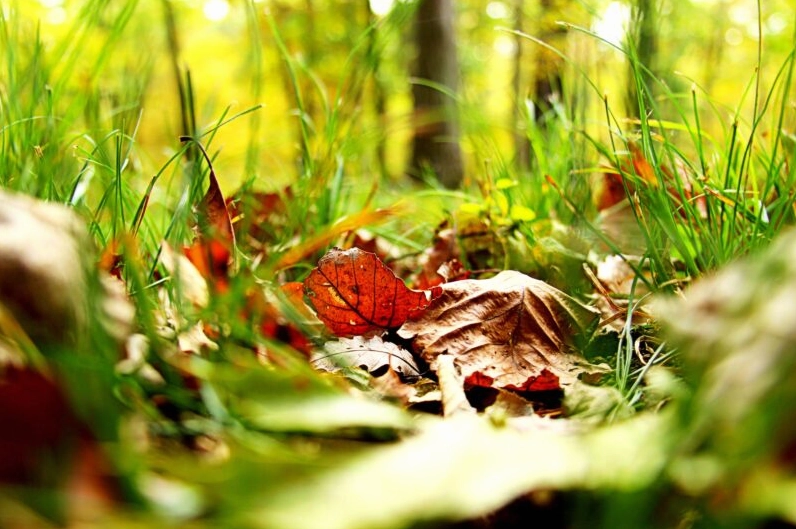 Bộ Sưu Tập Hình Nền Cây Xanh Tuyệt Đẹp Mới Nhất Năm 2024 7 Hình nền cây xanh hòa quyện cùng lá vàng khô