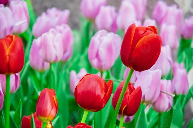 Bộ Sưu Tập Hình Nền Chill Đẹp Mắt Đưa Bạn Đến Không Gian Thư Giãn 14 Hình nền chill hoa cúc dại trắng nhỏ nhắn trong nắng