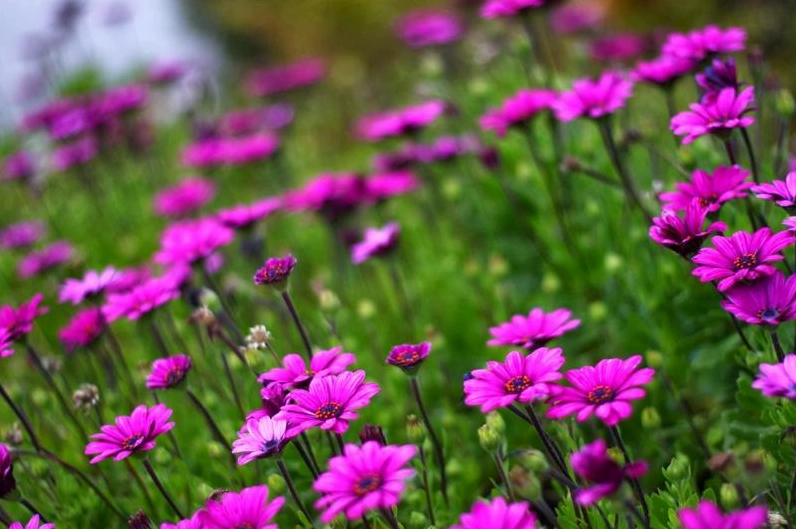 Bộ Sưu Tập Hình Nền Chill Đẹp Mắt Đưa Bạn Đến Không Gian Thư Giãn 13 Hình nền chill với những bông hoa anh đào nở rộ tinh tế