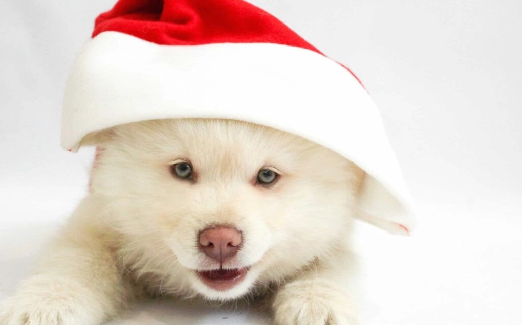 Khám Phá Bộ Sưu Tập Hình Nền Chó Đáng Yêu Nhất Dành Cho Màn Hình Của Bạn 5 Hình nền chó Alaska con với đôi mắt xanh biếc