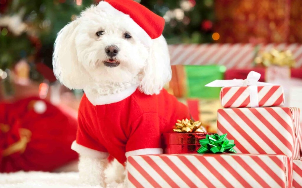 Khám Phá Bộ Sưu Tập Hình Nền Chó Đáng Yêu Nhất Dành Cho Màn Hình Của Bạn 2 Hình nền chó con lông vàng tai cụp dễ thương