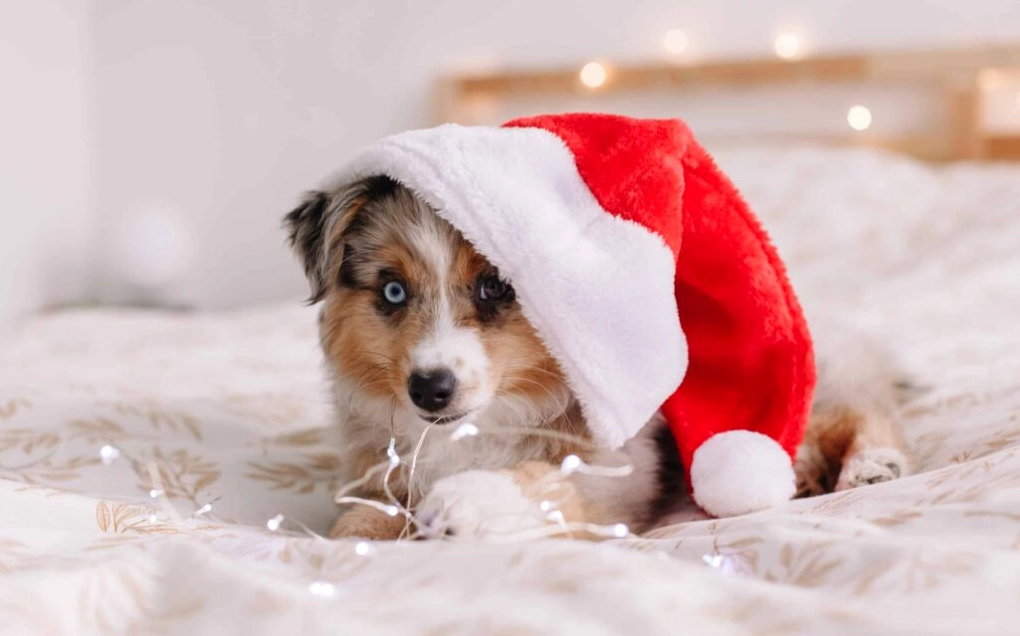 Khám Phá Bộ Sưu Tập Hình Nền Chó Đáng Yêu Nhất Dành Cho Màn Hình Của Bạn 1 Hình nền chó con nằm ngoan trong vòng tay