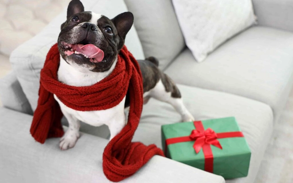 Khám Phá Bộ Sưu Tập Hình Nền Chó Đáng Yêu Nhất Dành Cho Màn Hình Của Bạn 8 Hình nền chó cười tươi với khuôn mặt hớn hở