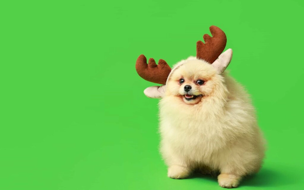 Khám Phá Bộ Sưu Tập Hình Nền Chó Đáng Yêu Nhất Dành Cho Màn Hình Của Bạn 4 Hình nền chó cute lông xù đáng yêu