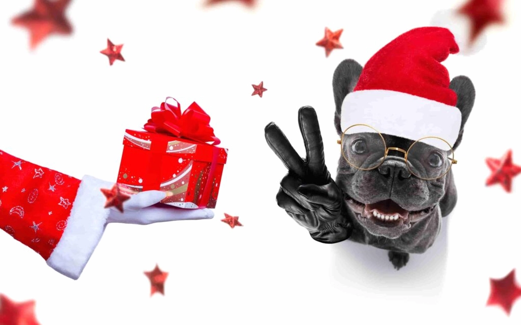 Khám Phá Bộ Sưu Tập Hình Nền Chó Đáng Yêu Nhất Dành Cho Màn Hình Của Bạn 7 Hình nền chó đeo kính râm hài hước và phong cách