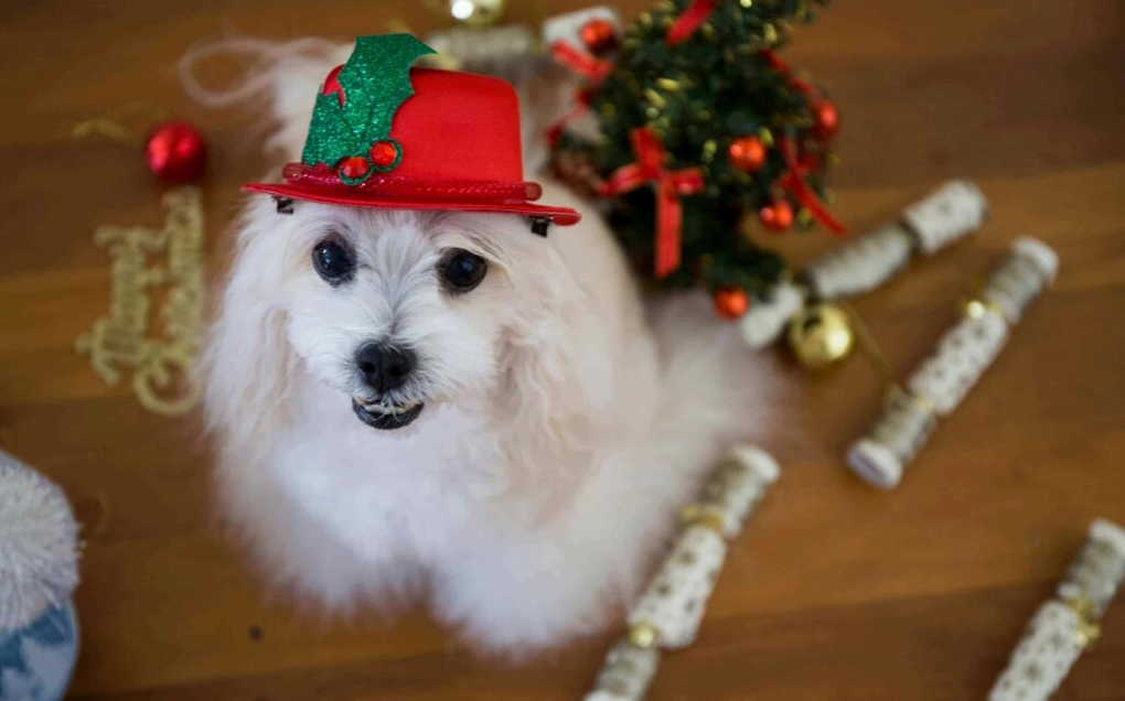 Khám Phá Bộ Sưu Tập Hình Nền Chó Đáng Yêu Nhất Dành Cho Màn Hình Của Bạn 13 Hình nền chó đứng trên nền cỏ xanh